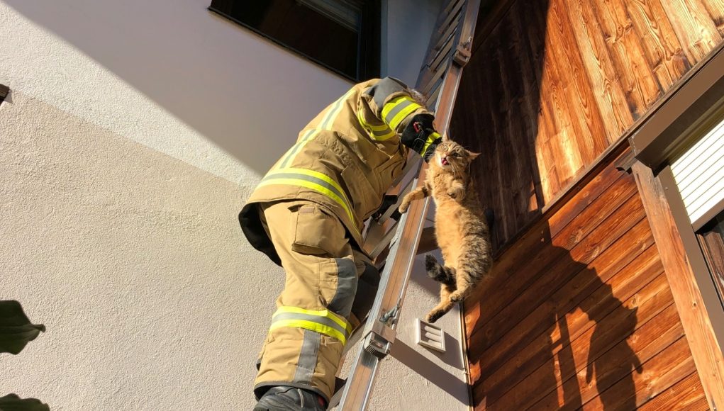 Katzenrettung2